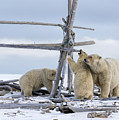 Playtime in the Arctic