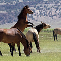 Horseplay in the Meadow