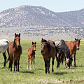 The Magnificent Seven