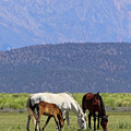 Tranquility in the Meadow I